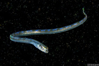 Xiphasia setifer (Snake Blenny)
