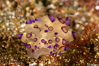 Janolus savinkini (Savinkin's Janolus)