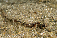 Halicampus mataafae (Samoan Pipefish)