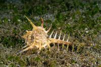 Murex ternispina (Tipped Murex)