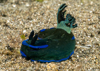 Tambja morosa (Gloomy Nudibranch)