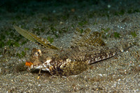 Dactylopus kuiteri (Orange & Black Dragonet)