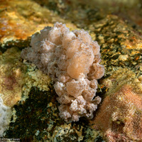 Phyllodesmium tuberculatum (Tuberculate Phyllodesmium)