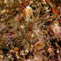 Naria miliaris (Military Cowry)