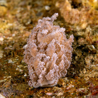 Phyllodesmium tuberculatum (Tuberculate Phyllodesmium)