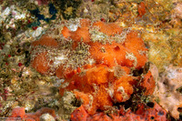 Sclerodoris tuberculata (Sponge Sclerodoris)