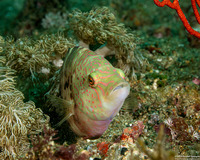 Cheilinus trilobatus (Tripletail Wrasse)