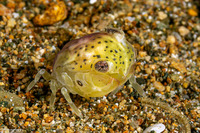 Infraorder Brachyura (Larval Crab (Megalopa Stage))