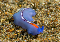 Pseudoceros liparus (Racing Stripe Flatworm)