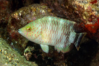 Cheilinus trilobatus (Tripletail Wrasse)