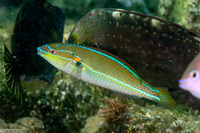 Stethojulis interrupta (Cutribbon Wrasse)