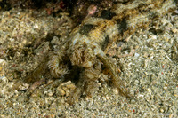 Synapta maculata (Spotted Worm Sea Cucumber)