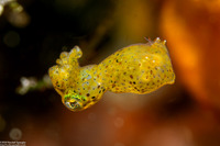 Idiosepius pygmaeus (Twotone Pygmy Squid)