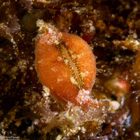 Contradusta bregeriana (Breger's Cowry)
