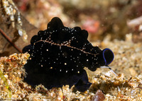 Ovula ovum (Common Egg Cowry)