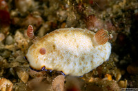Goniobranchus preciosus (Precious Nudibranch)