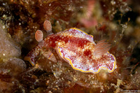 Goniobranchus sp.2 (Humpback Sea Slug)