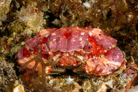 Euxanthus sp.1 (Smooth Euxanthus)