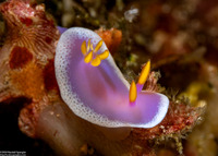 Hypselodoris apolegma (Robe Hem Hypselodoris)