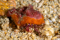 Pylopaguropsis fimbriata (Tasseled Hermit Crab)