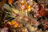 Chloeia bemisae (Chloeia bemisae)