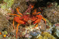 Gonioinfradens paucidentatus (Red Swimming Crab)