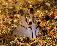 Thecacera picta (Painted Thecacera)