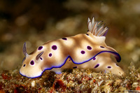 Hypselodoris tryoni (Tryon's Risbecia)
