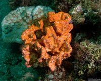 Stylissa carteri (Stylissa Carteri)