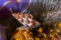 Pyreneola melvilli (Melvill’s Dove Shell)