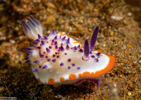 Mexichromis mariei (Purple Mexichromis)