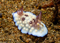 Goniobranchus hintuanensis (Goniobranchus Hintuanensis)