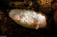 Goniobranchus preciosus (Precious Nudibranch)