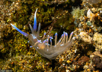 Phyllodesmium opalescens (Opalescent Phyllodesmium)