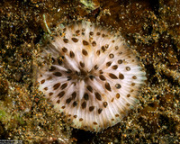 Cycloseris sp.1 (Cycloseris sp.1)