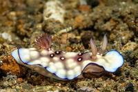 Goniobranchus hintuanensis (Goniobranchus Hintuanensis)