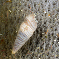 Rissoina ambigua (Ambiguous Rissoina)