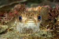 Cyclichthys orbicularis (Orbicular Burrfish)