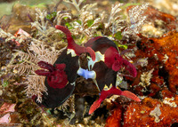 Nembrotha chamberlaini (Chamberlain's Nembrotha)