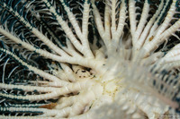 Myzostomatidae sp.1 (Myzostomid Worm)