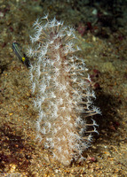 Cavernularia sp.1 (Cavernularia sp.1)