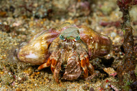 Dardanus pedunculatus (Anemone Hermit Crab)