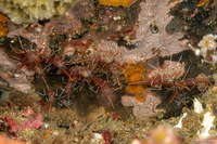 Rhynchocinetes durbanensis (Dancing Shrimp)
