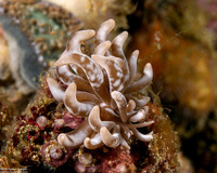 Phyllodesmium colemani (Coleman's Phyllodesmium)