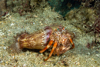 Dardanus pedunculatus (Anemone Hermit Crab)