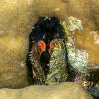 Lamarcka ventricosa (Ventricose Ark Clam)