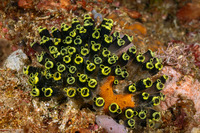 Clavelina robusta (Robust Clavelina)