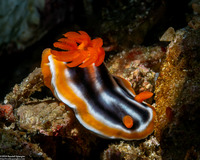 Chromodoris magnifica (Magnificent Chromodoris)