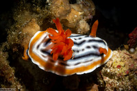 Chromodoris magnifica (Magnificent Chromodoris)