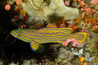 Cephalopholis polleni (Harlequin Grouper)